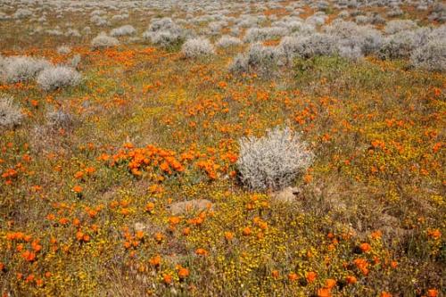 Antelope Valley;Bloom;Blooming;Blossom;California;California Poppies;California Poppy;Field;Flowers;Flowers & Plants;Healing;Health care;Healthcare;Landscape;Nature;Oneness;Orange;Pastoral;Peaceful;Petal;Stock categories;calm;floral;restful;serene;soothing;tranquil;zen