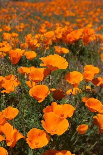 Close-up;California Poppies;California Poppy;Flowers;Blossom;Orange;Petals;Petal;Blooming;Flower;Bloom;Flowering;Antelope Valley;California