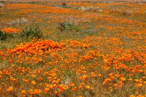 Antelope Valley;Bloom;Blooming;Blossom;California;California Poppies;California Poppy;Field;Flowers;Flowers & Plants;Healing;Health care;Healthcare;Landscape;Nature;Oneness;Orange;Pastoral;Peaceful;Petal;Stock categories;calm;floral;restful;serene;soothing;tranquil;zen