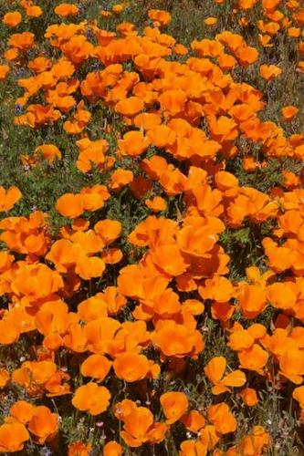 Bloom;Antelope Valley;Flowers;Orange;Petal;California Poppies;California;California Poppy;Blooming;Blossom;Close-up