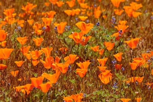 Antelope Valley;Bloom;Blooming;Blossom;California;California Poppies;California Poppy;Flowers;Flowers & Plants;Healing;Health care;Healthcare;Macro;Nature;Oneness;Orange;Pastoral;Peaceful;Petal;Stock categories;calm;floral;restful;serene;soothing;tranquil;zen