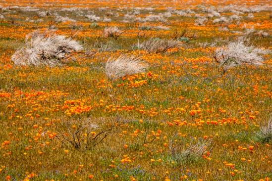 Antelope Valley;Bloom;Blooming;Blossom;Blossoms;California;California Poppies;California Poppy;Calm;Floweret;Flowering;Flowers;Healing;Health care;Healthcare;Petal;Petals;Stock categories;bloom;flora;floral;flower;orange;peaceful;plants;restful;serene;soothing;tranquil