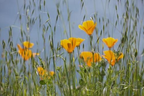 Flower;Green;Close-up;Orange;Blooming;California Poppy;Blue;California Poppies;Flowers;Blossom;Flowering;Petals;Bloom;Petal;California;Big Sur
