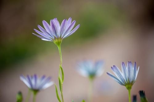 Big Sur;Bloom;Blossom;Blossoms;Blue;Botanical;California;Calm;Close-up;Floweret;Flowering;Flowers;Flowers & Plants;Healing;Health care;Healthcare;Horizontal;Lavender;Leaf;Macro;Nature;Pastoral;Petal;Petals;Seasons;Spring;Springtime;Stamen;Stock categories;bloom;botanicals;flora;floral;flower;green;oneness;peaceful;plant;plants;purple;restful;serene;soothing;tranquil;zen