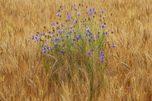 Bachelor Button;Green;Fields;Agriculture;Yellow;Brown;Flower;Tan;Blue;Farm;Gold;Farming;Wheat Field;Agricultural;Wheat;Blossom;Flowering;Seed Headshot;Field;Grass;Flowers
