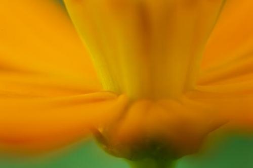 Pastoral;Tennessee;Stamen;Flower;Petals;Close-up;Pistil;Peaceful;Abstract;Gold;Abstracts;Oneness;Petal;Orange;Patterns;Green;Abstraction;Bloom;Flowering;Cosmos;Flowers;Blossom