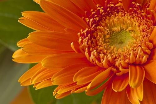 Orange Gerbera Daisy;Flower;Bloom;Green;Orange;Pistil;Flora;Flowers;Petals;Close-up;Stamen;Petal;Flowering;Blossom