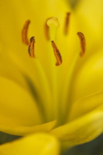 Flowering;Close-up;Blossom;Stamen;Yellow;Orange;Plants;Botanical;Plant;Petals;Flower;Bloom;Petal
