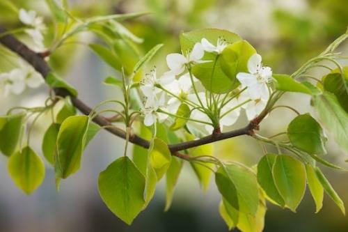 Bloom;Leaves;branches;Bradford Pear;Flowering;Flower;branch;limb;Petal;Leaf;Blossom;Petals;Flowers;tree limbs;Green;White