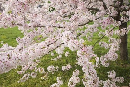 Petal;Cherry Blossom;Bloom;Tree;Looking up;Brown;Springtime;branches;limb;Flowering;White;branch;Spring;trunk;Blossom;Flower;Petals;tree trunk