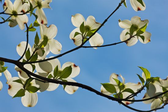 Petals;White;Brown;Flower;branch;Spring;Green;Petal;tree limbs;Sky;branches;Dogwood;Springtime;Blue;Blossom;limb;Flowering