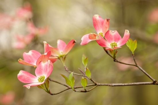 Bloom;Blossom;Blossoms;Botanical;Branches;Bud;Calm;Close-up;Dogwood;Floral;Floweret;Flowering;Flowers;Healing;Health care;Healthcare;Leaf;Nature;Petal;Petals;Pink;Pink Dogwood;Seasons;Spring;Springtime;Sunlight;Sunshine;Tree;Veins;bloom;botanicals;branch;flora;floral;flower;foliage;green;leaves;limb;limbs;magenta;oneness;peaceful;plant;plants;restful;serene;soothing;sunlit;tranquil;tree limbs;vegetation;zen