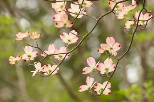 Blossom;Blossoms;Branches;Brown;Close-up;Dogwood;Floral;Floweret;Flowering;Flowers;Image type;Petal;Petals;Photo specs;Pink;Pink Dogwood;Season;Seasons;Spring;Springtime;White;bloom;branch;color;flora;floral;flower;green;limb;plants;tree limbs