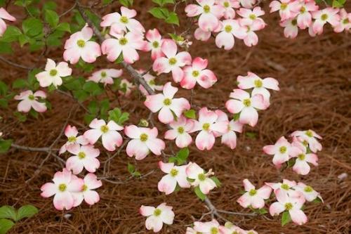 Petals;Green;limb;branch;Pink;Pink Dogwood;tree limbs;Flower;branches;Flowers;Petal;Flowering;White;Brown;Dogwood;Blossom