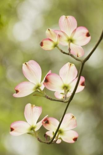 Blossom;Flowering;Spring;Pink;Flower;Pink Dogwood;tree limbs;Petal;Petals;branches;Springtime;Dogwood;branch;limb
