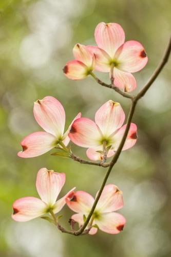 Bloom;Blossom;Blossoms;Botanical;Branches;Brown;Calm;Close-up;Dogwood;Floral;Floweret;Flowering;Flowers;Flowers & Plants;Healing;Health care;Healthcare;Macro;Nature;Pastoral;Petal;Petals;Pink;Sunlight;bloom;botanicals;branch;flora;floral;flower;green;limb;oneness;peaceful;plants;restful;serene;soothing;sunlit;tranquil;tree limbs;zen