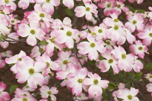Petal;Flowers;Flowering;Pink;Petals;branch;Pink Dogwood;Spring;branches;Springtime;Blossom;Flower;Dogwood;limb;tree limbs