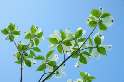 Bloom;Blossom;Blossoms;Blue;Blues;Botanical;Calm;Cool Colors;Cool Palette;Cool Tones;Dogwood;Floral;Floweret;Flowering;Flowers;Flowers & Plants;Healing;Health care;Healthcare;Leaf;Looking up;Macro;Nature;Pastoral;Petal;Petals;Seasons;Spring;Springtime;White;bloom;blue;botanicals;color;flora;floral;flower;green;leaves;oneness;peaceful;plant;plants;restful;serene;soothing;tranquil;zen