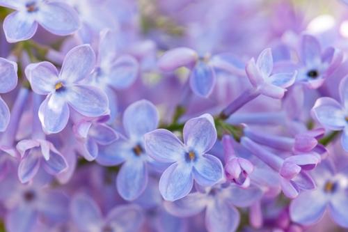 Bloom;Blossom;Blossoms;Blue;Blues;Calm;Close-up;Cool Colors;Cool Palette;Cool Tones;Floweret;Flowering;Flowers;Healing;Health care;Healthcare;Lavender;Pastel;Pastoral;Petal;Petals;Pink;Purple;bloom;blue;color;flora;floral;flower;lilac;oneness;peaceful;plants;purple;restful;serene;soothing;tranquil;violet;zen