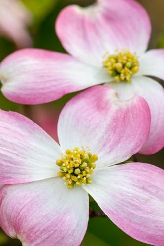 Bloom;Blossom;Blossoms;Botanical;Calm;Dogwood;Floral;Floweret;Flowering;Flowers;Flowers & Plants;Healing;Health care;Healthcare;Nature;Pastoral;Petal;Petals;Pink;Pink Dogwood;bloom;botanicals;flora;floral;flower;green;leaves;oneness;peaceful;plants;restful;serene;soothing;tranquil;zen