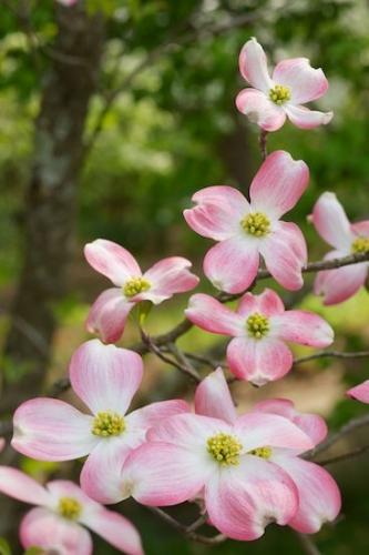 Blossom;Green;Petal;Flowering;Pink;Flower;Tree;White;close-up;Flowers;Petals;Pink Dogwood;branch;Dogwood;branches;Bloom;Peaceful
