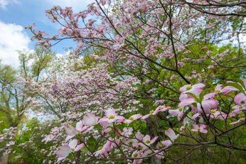 Bloom;Blossom;Blossoms;Botanical;Branches;Calm;Dogwood;Floral;Floweret;Flowering;Flowers;Flowers & Plants;Healing;Health care;Healthcare;Looking up;Nature;Pastoral;Petal;Petals;Pink;Pink Dogwood;Tree;bloom;botanicals;flora;floral;flower;foliage;green;leaves;limbs;oneness;peaceful;plant;plants;restful;serene;soothing;tranquil;tree limbs;zen