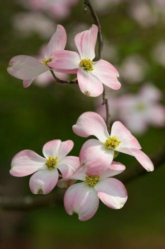 Petal;Peaceful;branch;Blossom;Green;Petals;Pink;Pink Dogwood;White;Flowering;Dogwood;Tree;branches;Flowers;Flower;close-up;Bloom