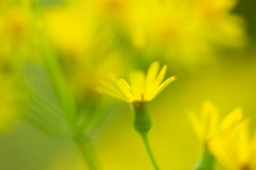 Bloom;Blossom;Blossoms;Close-up;Columbia;Duck River;Flower;Floweret;Flowering;Flowers;Golden ragwort;Green;Healing;Health care;Healthcare;Image type;Packera aurea;Peaceful;Petals;Photo specs;Tennessee;United States;Yellow;bloom;calm;flora;floral;restful;serene;soothing;stem;stems;tranquil