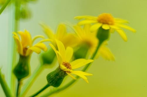Bloom;Blossom;Blossoms;Calm;Close-up;Columbia;Duck River;Floweret;Flowering;Flowers;Golden ragwort;Healing;Health care;Healthcare;Image type;Packera aurea;Petal;Petals;Photo specs;Stem;Tennessee;United States;Warm Colors;Warm Palette;Warm Tones;Yellow;bloom;color;flora;floral;flower;green;peaceful;plants;restful;serene;soothing;stems;tranquil;yellow