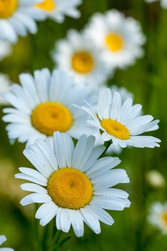 Bloom;Blossom;Blossoms;Calm;Close-up;Floral;Floweret;Flowering;Flowers;Gold;Healing;Health care;Healthcare;Image type;Petal;Petals;Photo specs;Stamen;Vertical;Warm Colors;Warm Palette;Warm Tones;White;Yellow;bloom;color;daisy;flora;floral;flower;green;peaceful;plants;restful;serene;soothing;tranquil;yellow