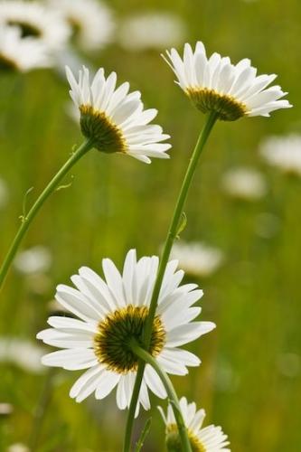 stem;Flower;Vertical;Petals;Petal;White;Close-up;stems;Daisy;Blossom;Yellow;Green