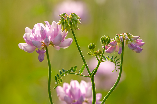 Bloom;Blossom;Blossoms;Botanical;Bud;Calm;Close-up;Crown Vetch;Floral;Floret;Floweret;Flowering;Flowers;Flowers & Plants;Healing;Health care;Healthcare;Image type;Leaf;Macro;Minimalism;Nature;Pastel;Pastoral;Petal;Petals;Photo specs;Pink;Sunlight;Sunshine;bloom;botanicals;flora;floral;flower;foliage;green;leaves;magenta;oneness;peaceful;plant;plants;restful;serene;soothing;sunlit;tranquil;wildflower;zen