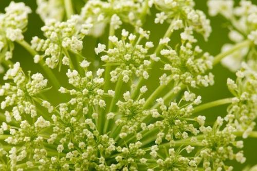 Blossom;Abstract;Pistil;Queen Anne's Lace;Abstracts;Bloom;Flora;Flowering;Abstraction;Close-up;Patterns;Petals;floral;Petal;shapes;Stamen;Green;Flower;Flowers