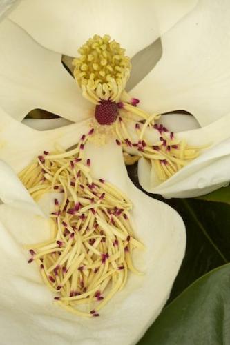 Petal;Purple;Bloom;Flowers;Stamen;Blossom;White;Yellow;Flower;Flowering;Petals;Pistil;Pink;floral;Flora;Green;Tan;Magnolia;Red;Close-up;Creme