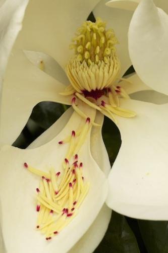 Close-up;Pistil;Flora;Flower;Blossom;Stamen;floral;Bloom;Magnolia;Petal;Flowering;Flowers;Petals