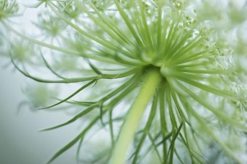Plants;Petal;Flower;Queen Anne's Lace;Blossom;Bloom;Botanical;Flowers;Patterns;Petals;Close-up;Botanicals;Abstract;Green;Outdoor;Wildflower;Flowering;Flora;White;Plant