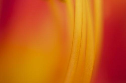 Close-up;Daylily;Yellow;Red;Gold;floral;Lily;Patterns;Flowers;Flowering;Orange;Abstract;Bloom;Abstracts;Blossom;Flower;Flora;Petal;Petals;Abstraction