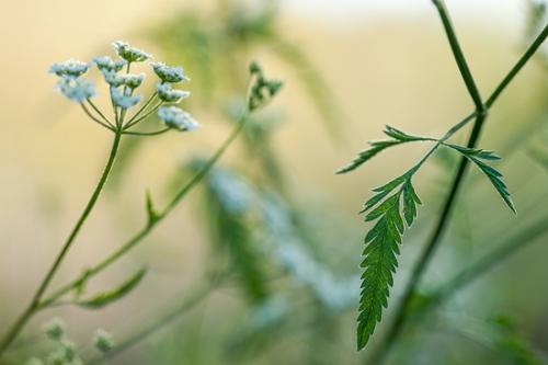 Bloom;Blossom;Blossoms;Botanical;Calm;Close-up;Field Hedge Parsley;Floral;Floweret;Flowering;Flowers;Flowers & Plants;Healing;Health care;Healthcare;Leaf;Macro;Minimalism;Modern;Nature;Pastoral;Torilus arvensis;Yellow;bloom;botanicals;flora;floral;flower;green;leaves;oneness;peaceful;plant;plants;restful;serene;soothing;tranquil;wildflower;zen