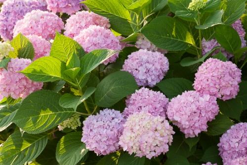 Bloom;Blossom;Blossoms;Floweret;Flowering;Flowers;Hydrangea;Petal;Petals;Pink;bloom;flora;floral;flower;garden;green;plants