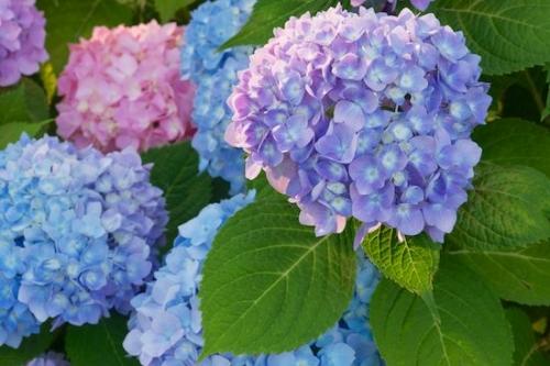 Flowering;Blue;Petal;Garden;Hydrangea;Flowers;Petals;Close-up;Flower;Bloom;Blossom;Pink;Lavender;Flora;Purple;floral;Green