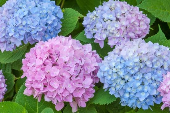 Bloom;Blossom;Blossoms;Blue;Blues;Botanical;Calm;Close-up;Cool Colors;Cool Palette;Cool Tones;Floral;Floweret;Flowering;Flowers;Healing;Health care;Healthcare;Hydrangea;Macro;Nature;Pastoral;Petal;Petals;Pink;bloom;blue;botanicals;color;flora;floral;flower;garden;green;magenta;oneness;peaceful;plants;purple;restful;serene;soothing;tranquil;zen