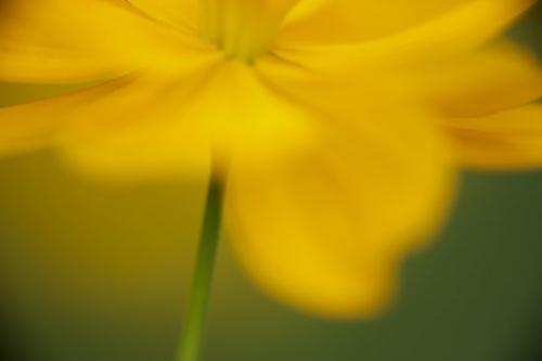 Close-up;Flowering;Gold;Petal;Petals;Blossom;Bloom;Orange;Green;floral;Flora;Pistil;Wildflower;Flower;Flowers;Cosmos;Stamen;stem