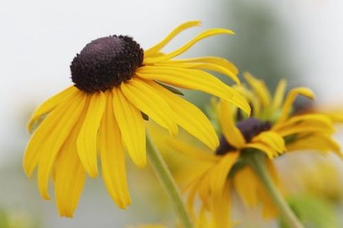 Petals;Yellow;Flowers;Brown;Blossom;floral;Flora;stem;Flower;Petal;Green;Flowering;Close-up;Gold;Black-eyed Susan;Bloom