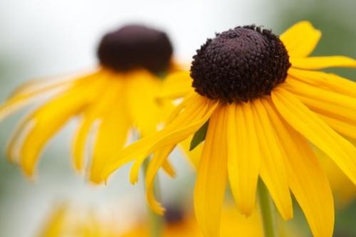 stem;Close-up;Blossom;Flowering;Gold;Yellow;Flowers;Flower;Petal;Flora;floral;Bloom;Green;Black-eyed Susan;Brown;Petals