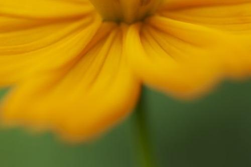 Cosmos;Gold;Flora;Orange;Bloom;Blossom;Green;Petal;Petals;Stamen;Wildflower;floral;Flowers;Pistil;stem;Flower;Close-up;Flowering