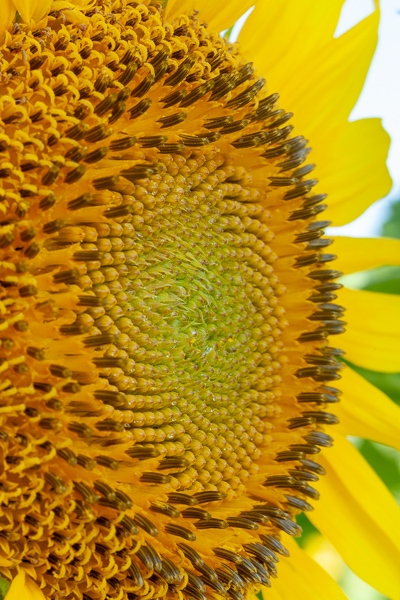 Abstract;Bloom;Blossom;Blossoms;Botanical;Calm;Close-up;Floral;Floweret;Flowering;Flowers;Flowers & Plants;Healing;Health care;Healthcare;Macro;Nature;Pastoral;Petal;Petals;Plant;Sunflower;Sunlight;Sunshine;Warm Colors;Warm Palette;Warm Tones;Yellow;bloom;botanicals;color;flora;floral;flower;green;landscape;oneness;orange;pattern;peaceful;plant;plants;restful;serene;soothing;sunlit;texture;tranquil;vegetation;yellow;zen