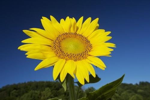 Blossom;Petal;Flower;Bloom;Sky;Green;Yellow;Flowers;Plants;Botanical;Sunflower;Plant;Flowering;Blue;Petals