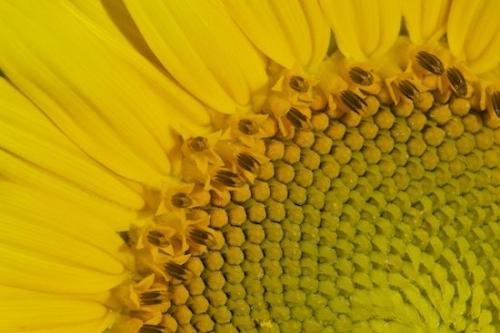 Bloom;Flowers;Yellow;Flower;Petals;Abstract;Abstracts;Plant;Botanical;Petal;Abstraction;Textures;Sunflower;Blossom;Patterns;Plants;Flowering;Green