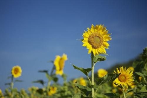 Flowers;Flower;Blossom;Yellow;Bloom;Plant;Petals;Green;Sunflower;Botanical;Petal;Blue;Flowering;Plants