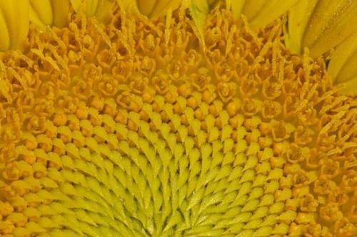 Plant;Abstraction;Abstracts;Flowering;Plants;Blossom;Textures;Patterns;Abstract;Bloom;Botanical;Petal;Petals;Green;Sunflower;Flowers;Yellow;Flower